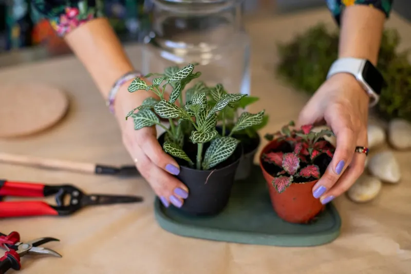 Pielęgnacja i ratowanie chorych roślin doniczkowych - Fundacja Czerwony Krakowiak