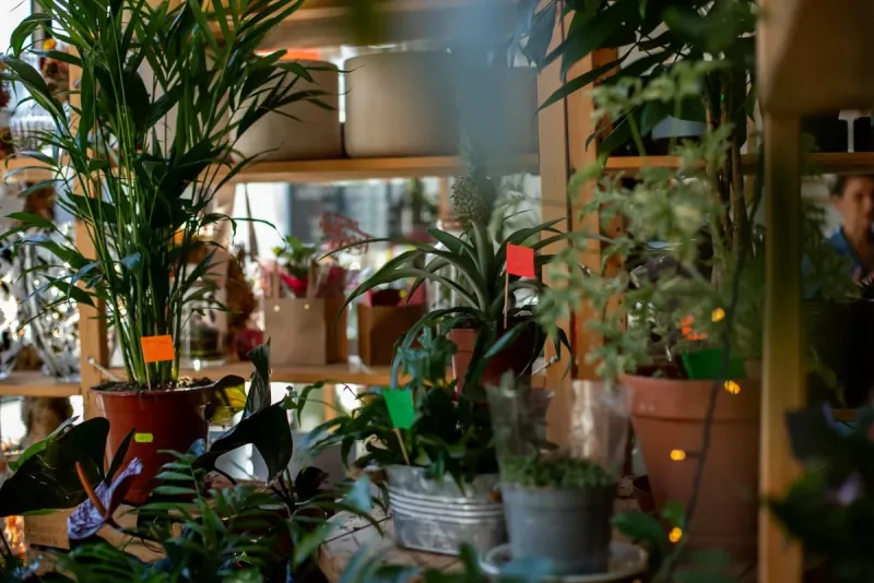 Szpital dla Roślin w Krakowie - leczenie chorych roślin doniczkowych