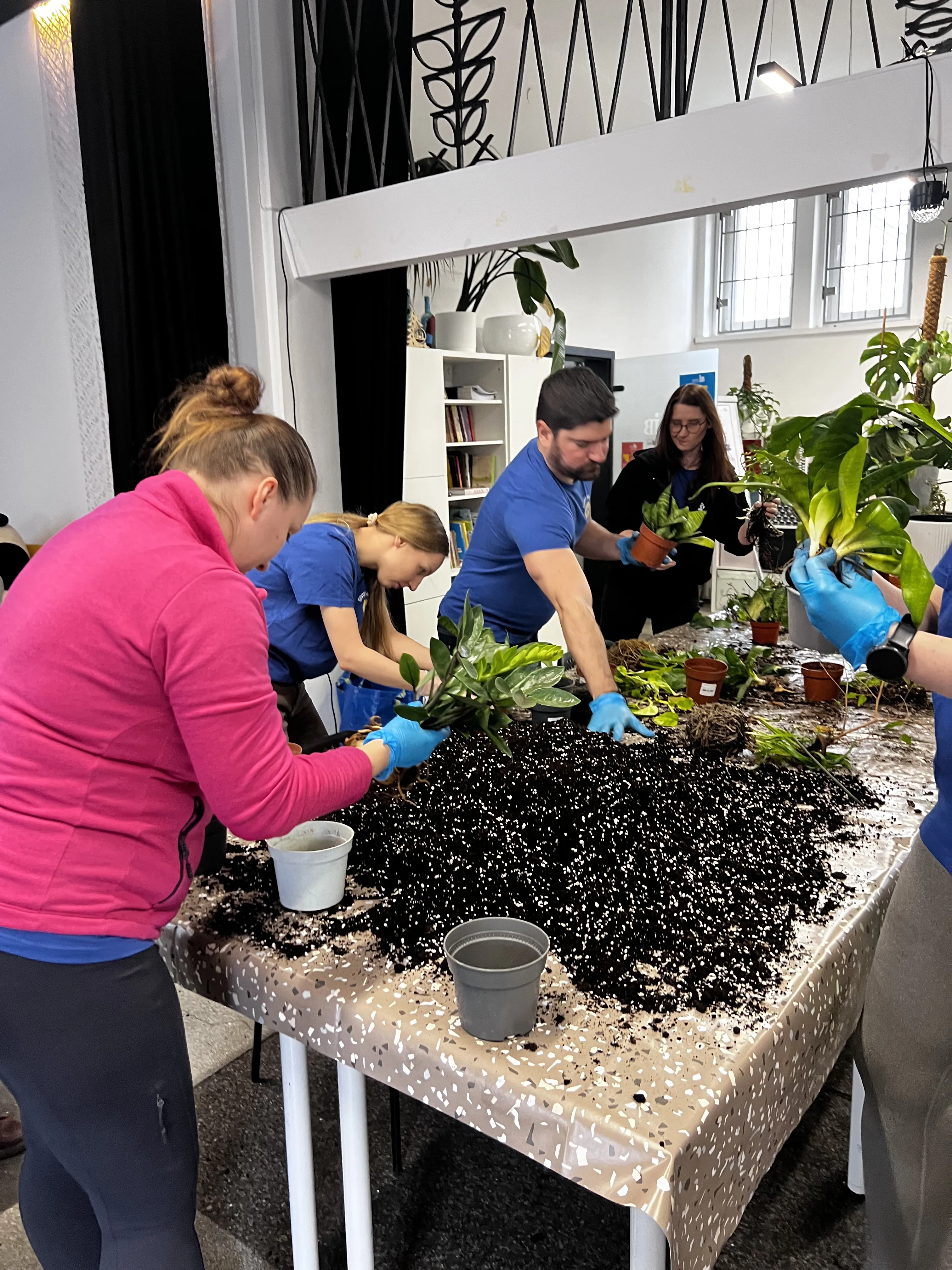 Wnętrze Szpitala dla Roślin w Krakowie - miejsce leczenia chorych roślin