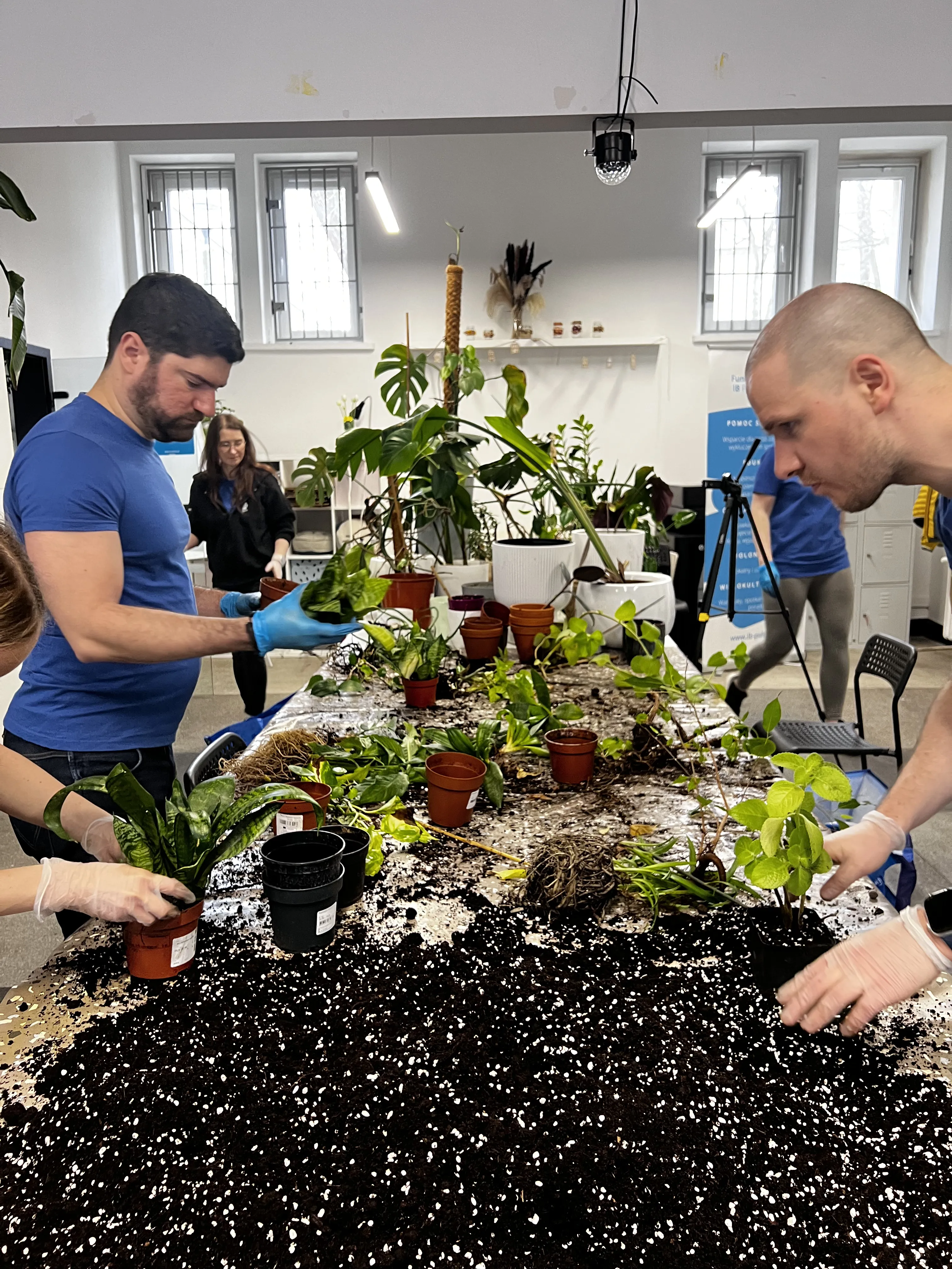 Wolontariusze przesadzają rośliny