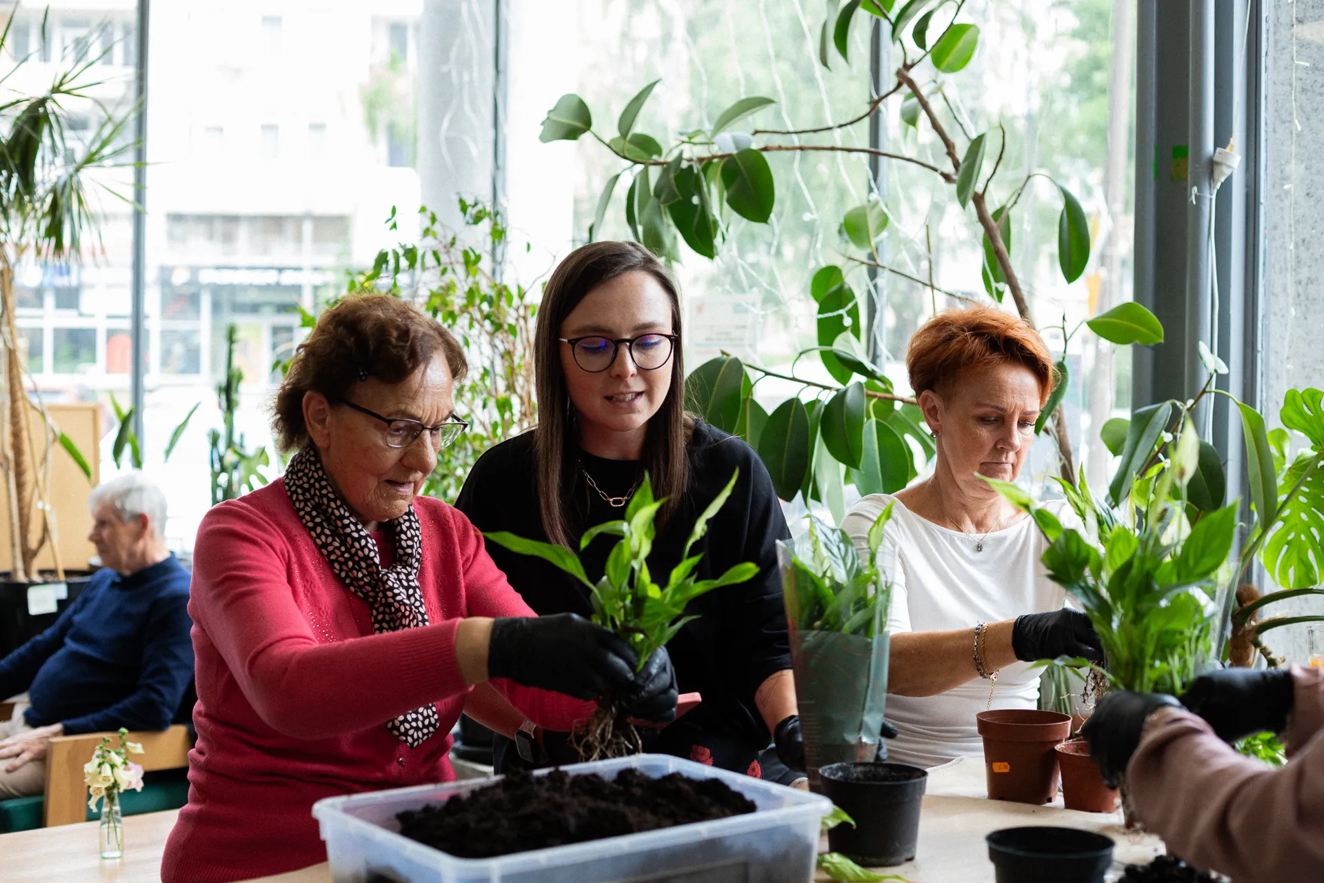 Sadzenie i ratowanie roślin doniczkowych w Krakowie