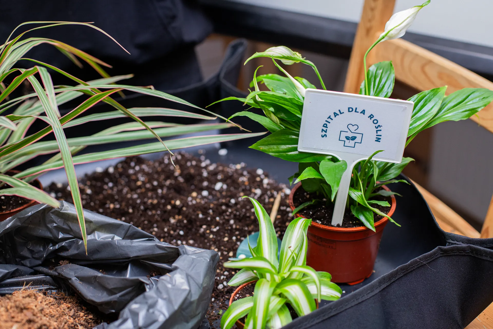 Wizyta domowa — Szpital dla Roślin