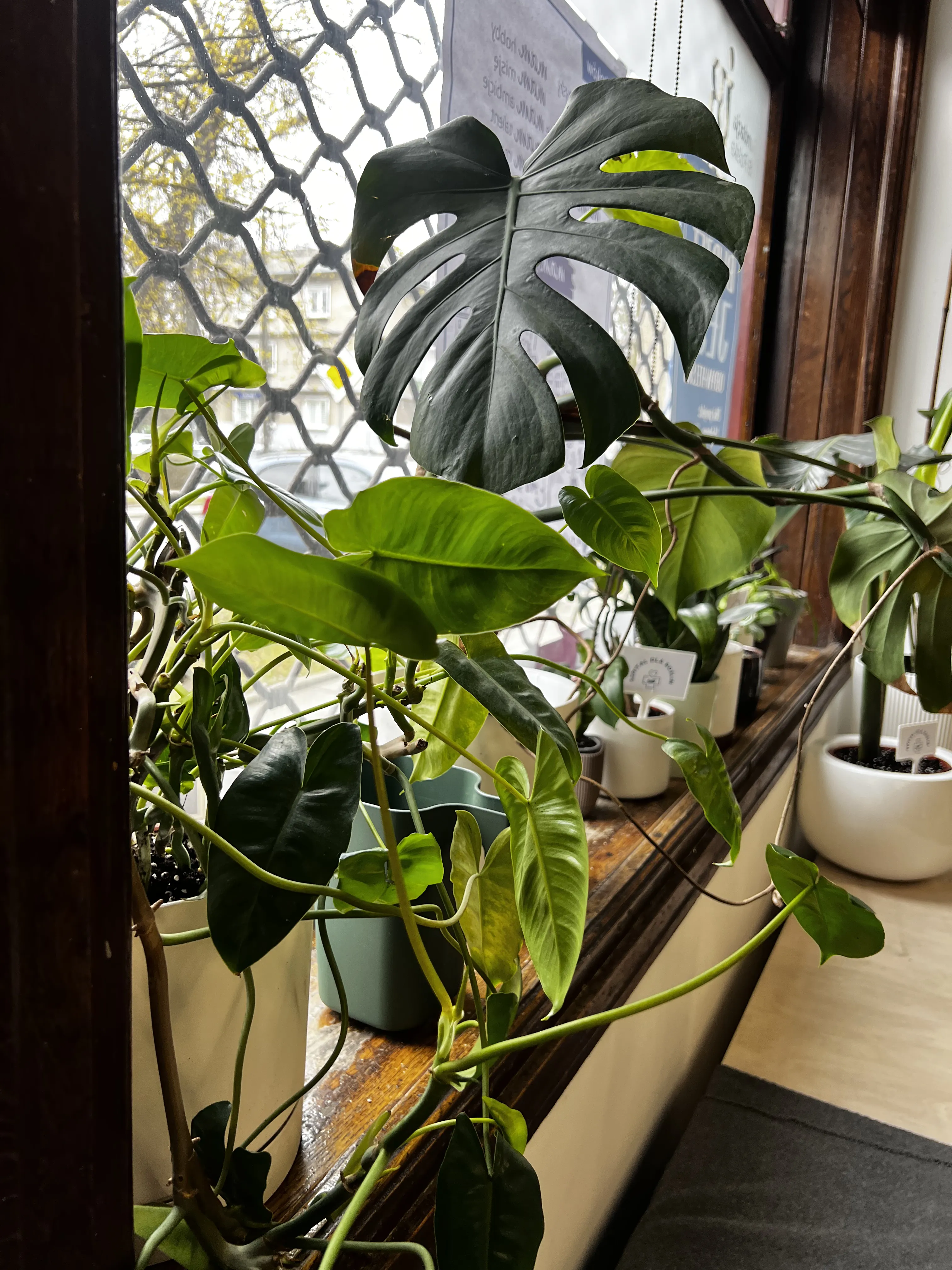 Monstera w szpitalu dla roślin