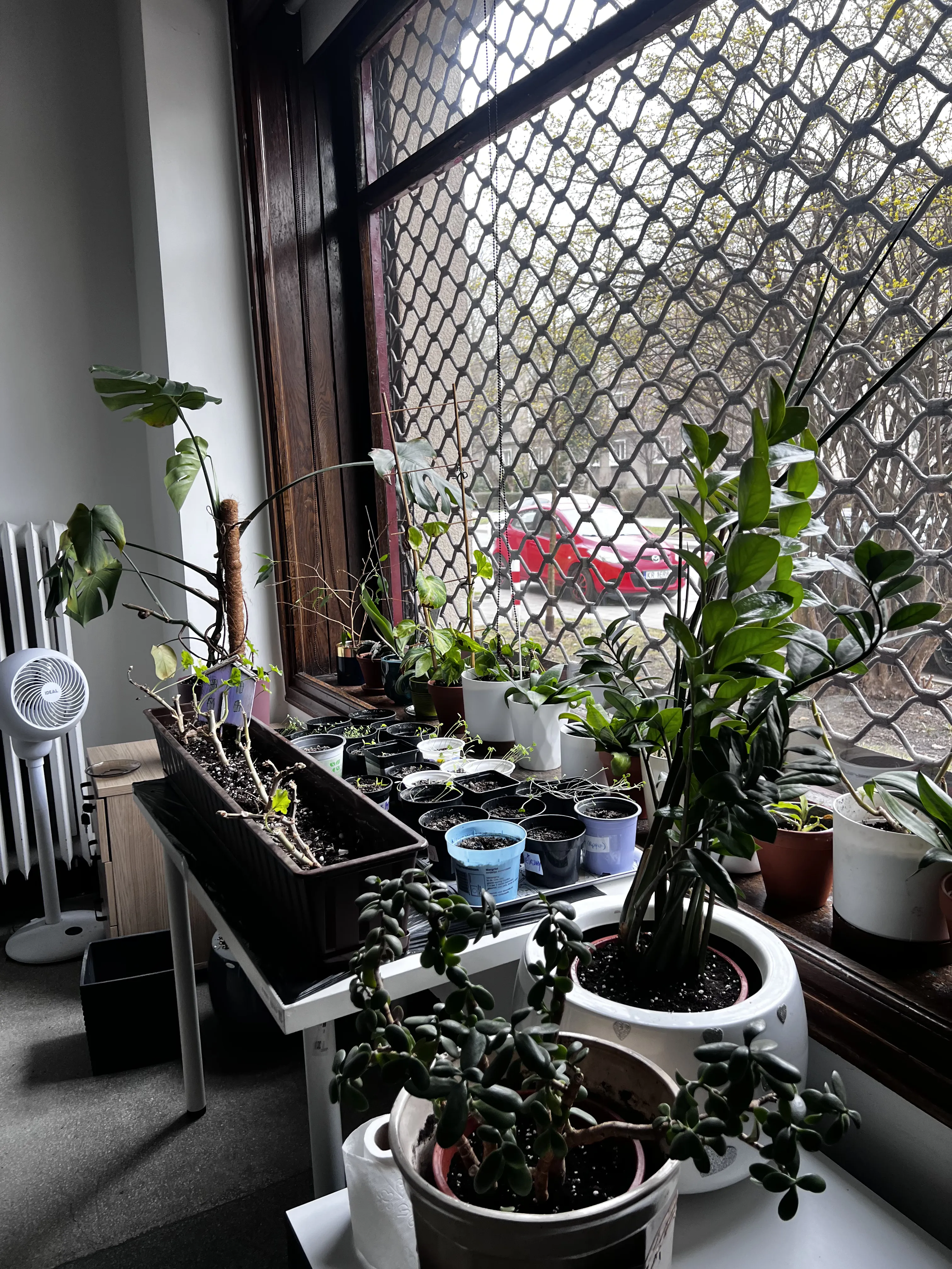 Kolekcja roślin doniczkowych w Szpitalu dla Roślin w Krakowie