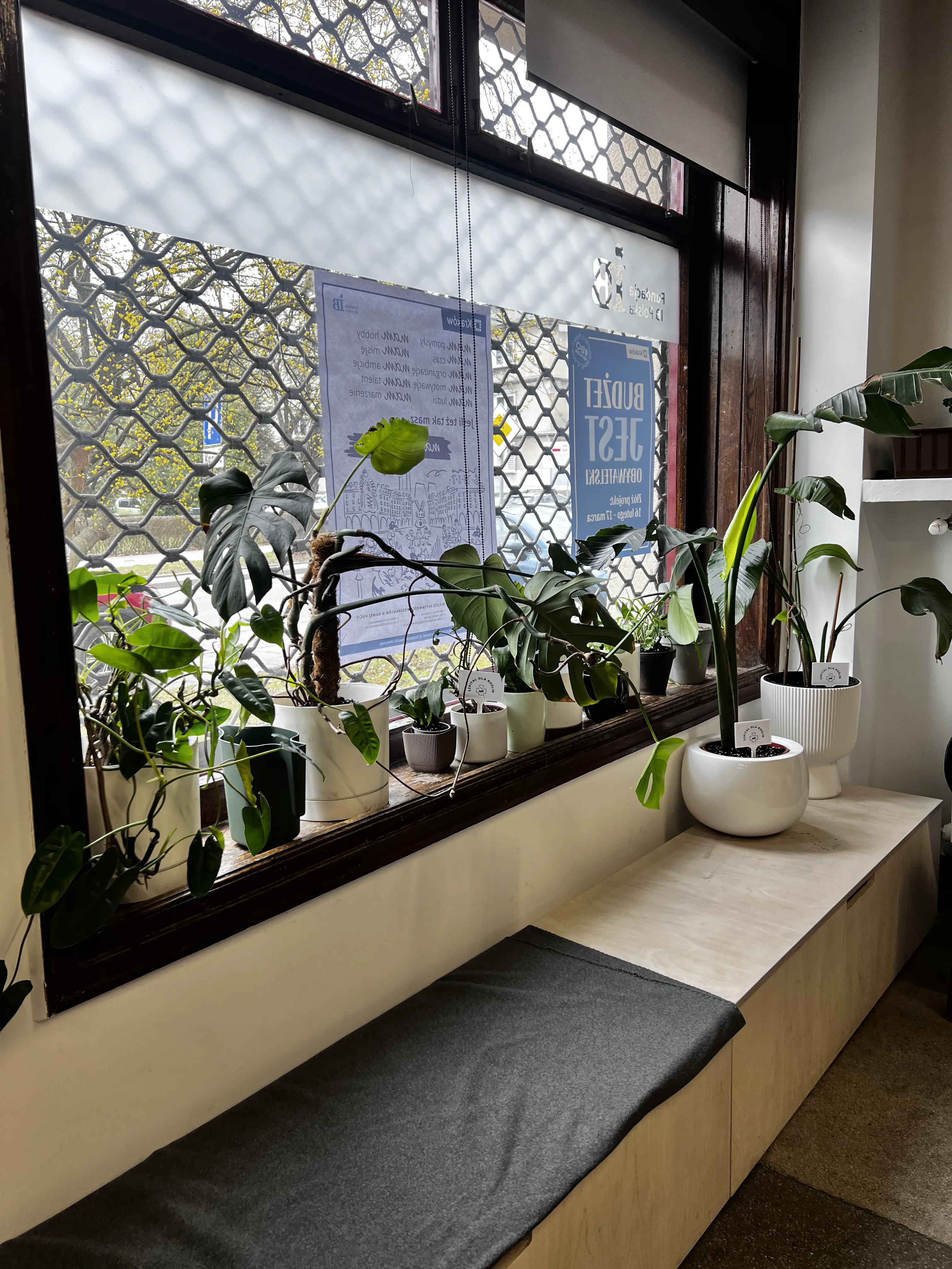 Rośliny na parapecie szpitala