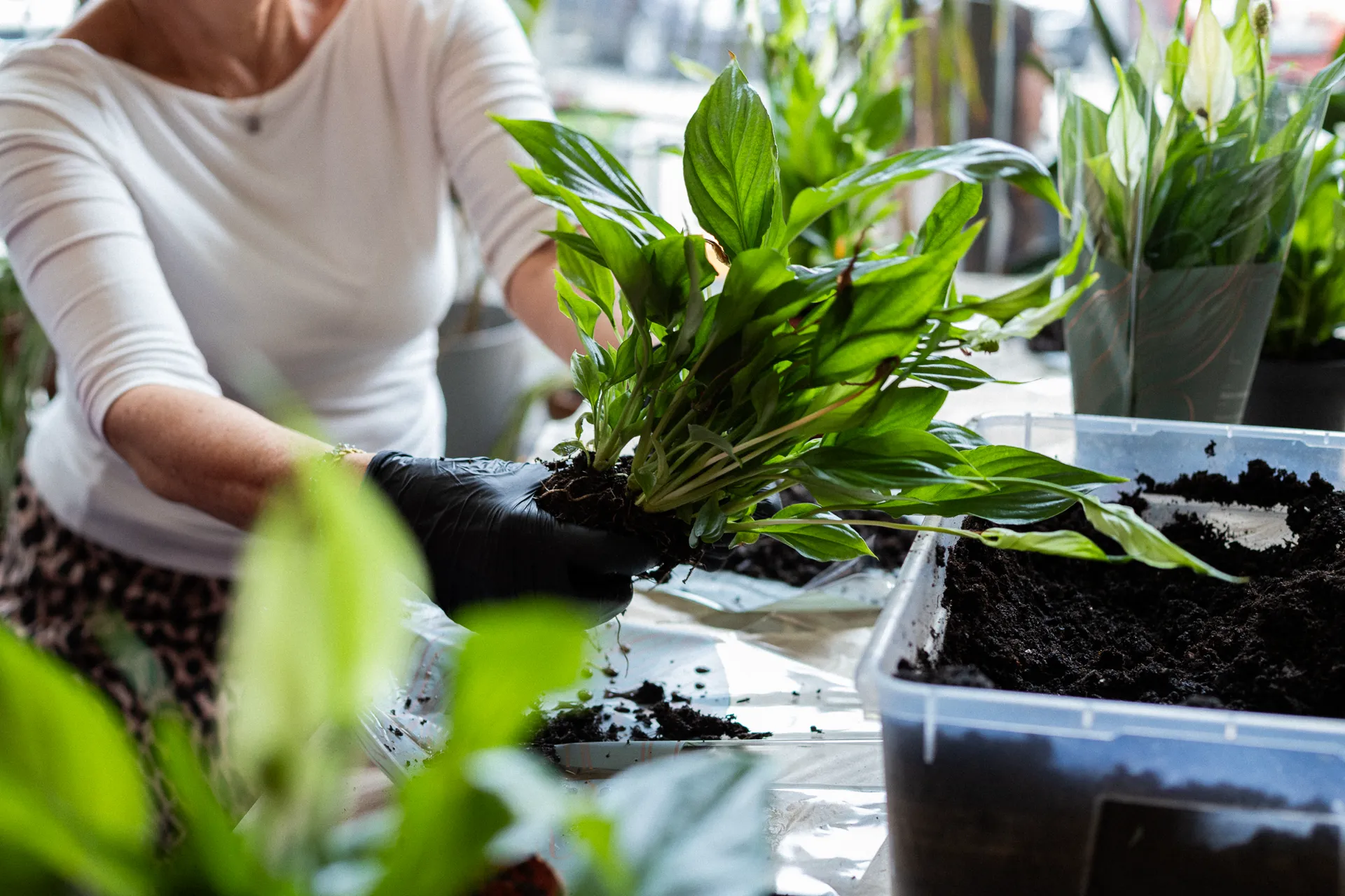Warsztaty ogrodnicze fundacji