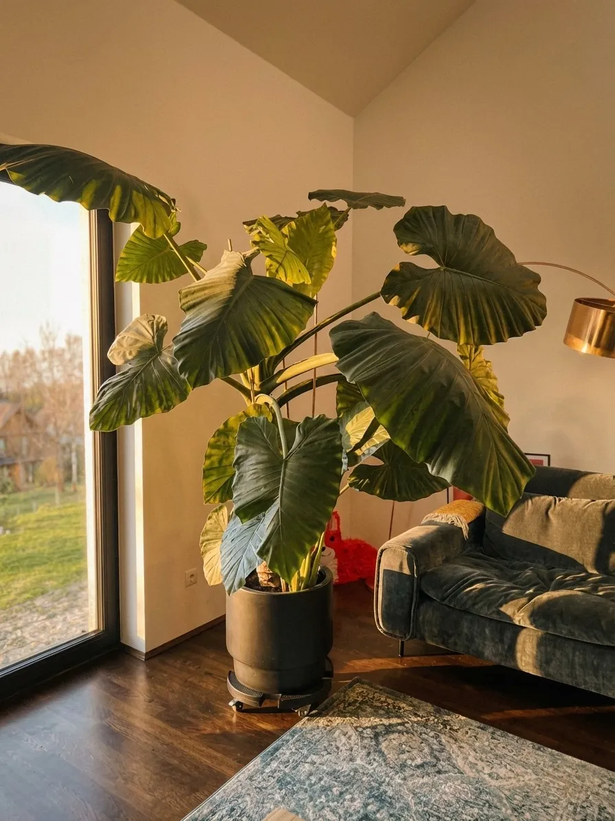 Alocasia po przesadzeniu w salonie