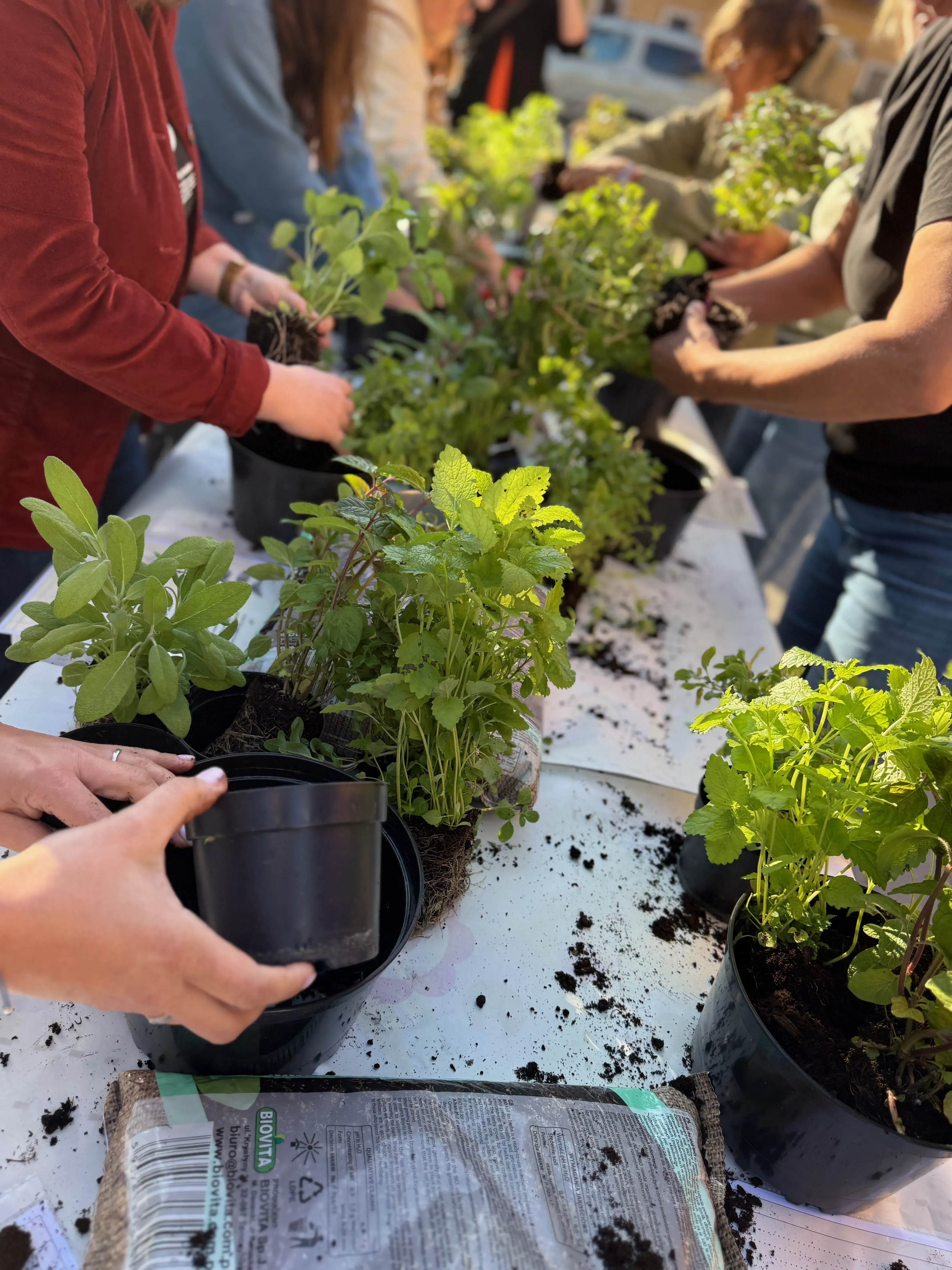 Warsztaty sadzenia ziół przy stole - Fundacja Czerwony Krakowiak Kraków