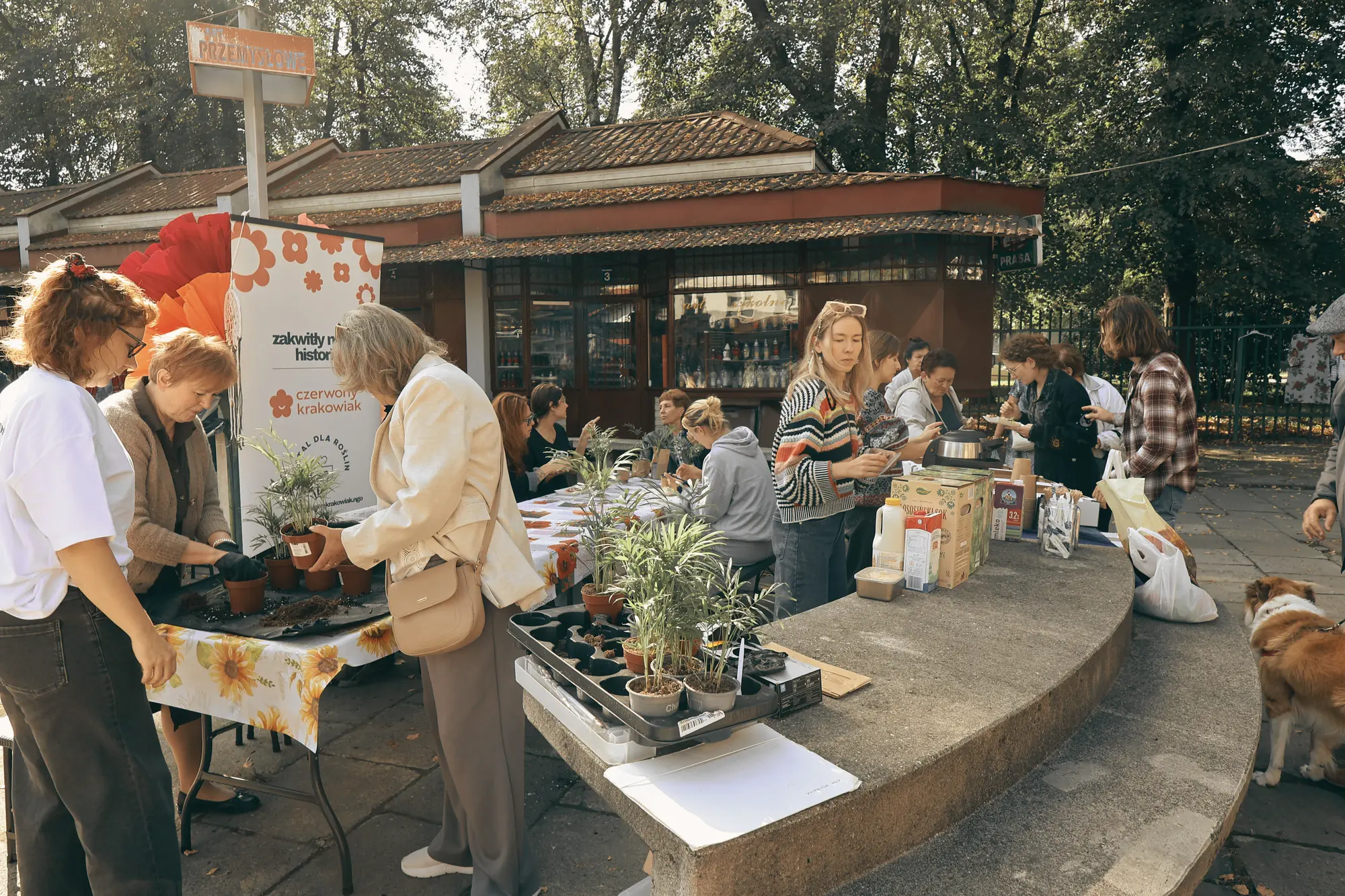 Stoiska warsztatowe fundacji z sadzeniem roślin i naparami na placu targowym